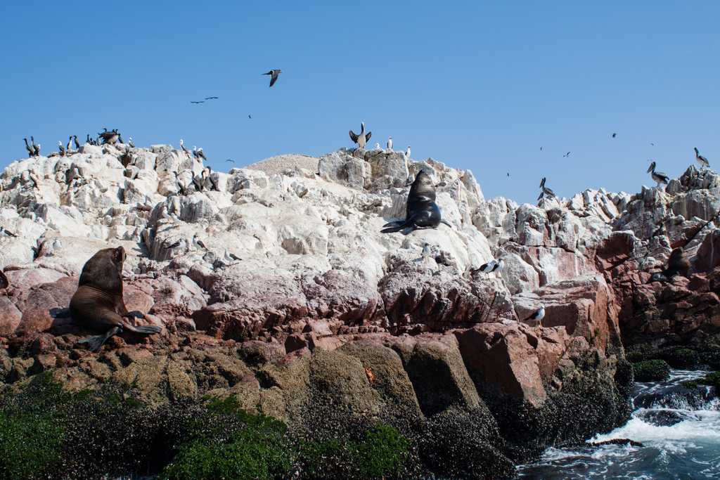 Pelicans, other Marin’s birds, sealions and seals