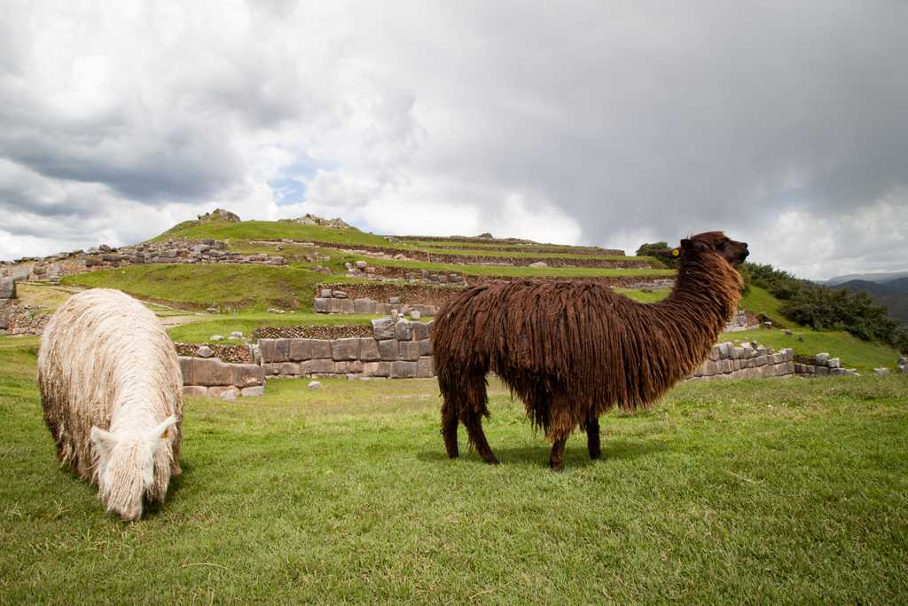 Living lawn mowers