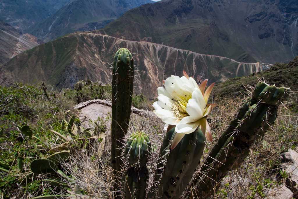 Cactus in bloom