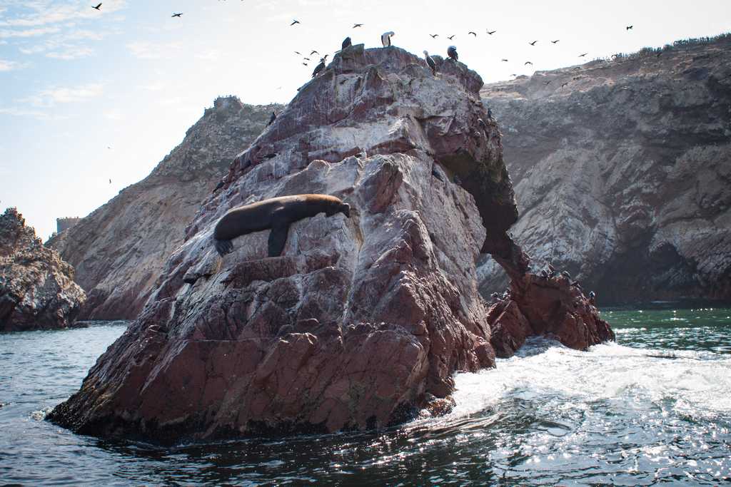 Sealions bask on the rocks